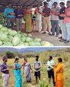 கடமலைக்குண்டு பகுதியில் தர்ப்பூசணி தோட்டத்தில் தோட்டக்கலை அதிகாரிகள் நேரடி கள ஆய்வு கடமலைக்குண்டு பகுதியில் தர்ப்பூசணி தோட்டத்தில் தோட்டக்கலை அதிகாரிகள் நேரடி கள ஆய்வு