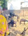 சிவகங்கை: கால்நடை பராமரிப்புத்துறைமூலம் பயனடைந்த கைம்பெண்