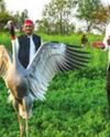 Missing stork recovered in Uttar Pradesh