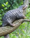 Raimona's hidden treasure: The Chinese pangolin