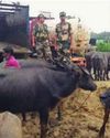 Cattle smuggling continues amid unrest in Bangladesh