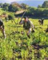 Crackdown on illegal poppy farming in Manipur: Assam Rifles destroyed 6,228 acres in 5 years