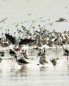 Migratory birds flock to water bodies at Haripal