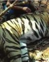 Captured tigress undergoes degermination at Alipore Zoo