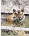 Strayed Sariska tiger brought back to sanctuary in a 3-day exhaustive operation