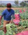 Surplus yield leads to cauliflowers being sold at ₹1 in Burdwan