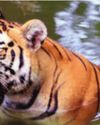 Fresh Royal Bengal Tiger pug marks lead to fear in Maipith