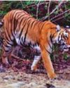 Palamau tiger enters Bengal