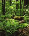 Forests Are Drivers Of Sustainability