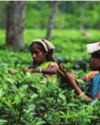 Violation of norms on imported tea threatens Indian tea industry: TAI