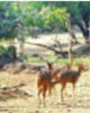 Entry fee to Ballavpur wildlife sanctuary in Birbhum withdrawn