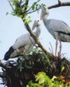 Asian Openbill Stork population plummets in Keleghai river basin