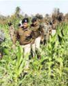 Jharkhand Police's Opium Eradication Drive: 9,871 Acres of Illicit Crops Destroyed, 86 Arrested