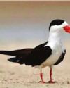 Skimmer Named Mascot of Bird Festival at Mahakumbh