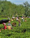 Tea Workers to Protest, Demand Minimum Wages Act