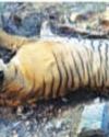 Two tigers killed in Uttar Pradesh's Lakhimpur Kheri