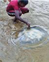 Swarming of jellyfish along Digha coastline sparks concern