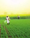 India's Agricultural Production Surges to Record High in 2024-25 India's Agricultural Production Surges to Record High in 2024-25