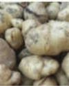 Deformed potato yield leads to huge losses in Arambagh7