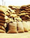 UP Govt Orders Secure Wheat Storage in Warehouses Amid Procurement Drive Due to Inclement Weather60