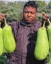 Malda chamber seeks GI tag for local brinjal varieties3