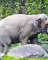 Darjeeling: Elephant strays into North Bengal University campus near Siliguri, damage reported7