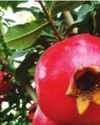 First commercial sea shipment of Indian pomegranates from Maha reaches USA25