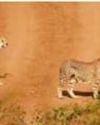 MP: Two cheetahs relocated from Kuno to Gandhi Sagar26