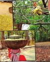 Land of delightful Mahuas: The Sacred Harvest of Jhargram's Tribal Heartland63