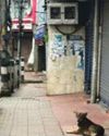 Shillong shuts down in solidarity with Pahalgam terror attack victims55