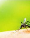Mosquito menace: Sleep loss, restlessness to health hazards46