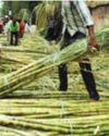 Govt Increases Fair And Remunerative Price Of Sugarcane By 4.41 Per Cent To ₹355/Quintal49
