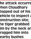 Tiger Kills Forest Ranger in Ranthambhore National Park28