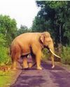 MP Govt's Nod to ₹47.11-Crore Plan for Management of Wild Elephants27