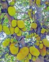 Tubagere's golden fruit: Karnataka's patented jackfruit varieties signal a rural revival22