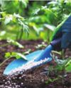 35 Cr Saplings To Be Planted In UP In 2025 As CM Sets A Goal To Achieve 20 Pc Green Cover By 203039