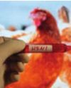 Cambodia Records Fourth Death of H5N1 Bird Flu in 2025 Cambodia Records Fourth Death of H5N1 Bird Flu in 202532