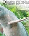 Assam Villagers Oppose Hydropower Plants to Save Dolphin Population56
