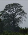 Crisis looms behind tree plantation boom12