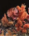 Frozen yet glowing - Antarctica's coral garden is real and thriving48