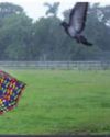 Monsoon arrives in south Bengal, heavy rainfall predicted10