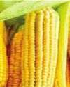 A Corn Revolution A Corn Revolution