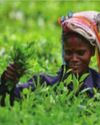 Tea workers to protest across North Bengal over pending issues8