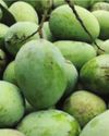 Industry Leaders Want Malda Declared 'Mango Hub' of Bengal5