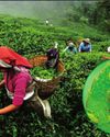 Pest attacks threaten Bengal's tea output37