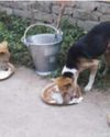 Stray dogs to share mid-day meals: schools promote compassion alongside curriculum10
