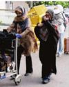 Op Sindhu continues, 1,428 Indians evacuated from Iran, says MEA26