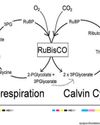 Environment fixation: Other photosynthetic assimilation pathways57