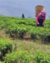GYAN Urges Cancellation of State's Tea Garden Land Scheme7