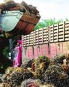 Mizoram's Kolasib District Emerging as Key Exporter of Oil Palm59